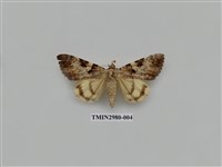 藏品(夜蛾382)的圖片